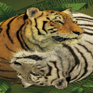 Profile picture of Voulon