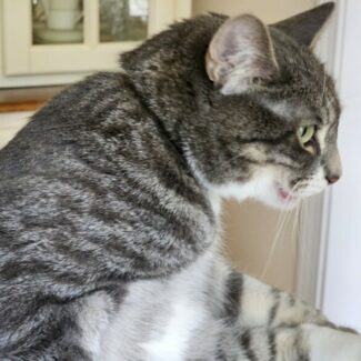 Profile picture of Michael Nessy