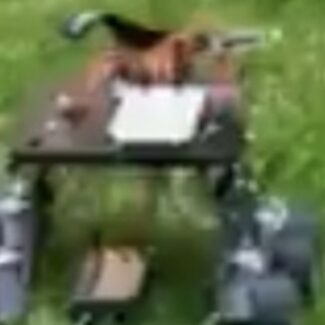 Illustration du profil de David