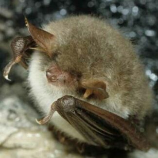 Illustration du profil de Murin