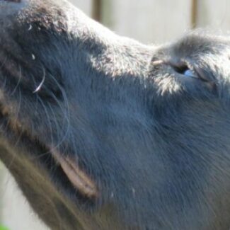 Illustration du profil de Chantal