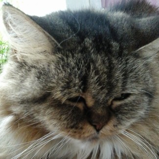 Profile picture of Nomadd_UK