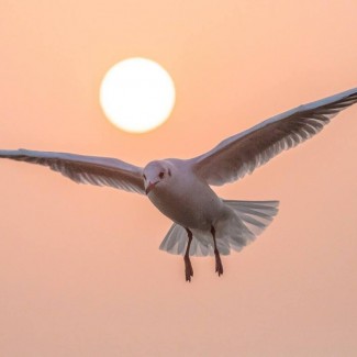 Profile picture of Ameur Lat