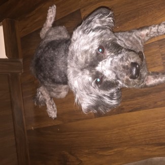 Illustration du profil de Saadi